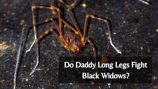 Do Daddy Long Legs Fight Black Widows