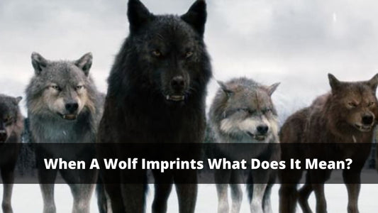 When A Wolf Imprints What Does It Mean